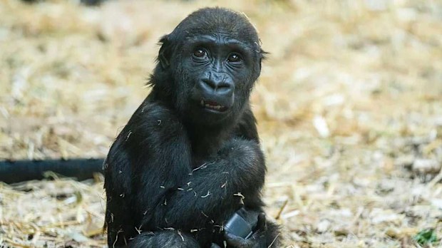 Eyare is shown in this photo taken at Calgary Zoo.