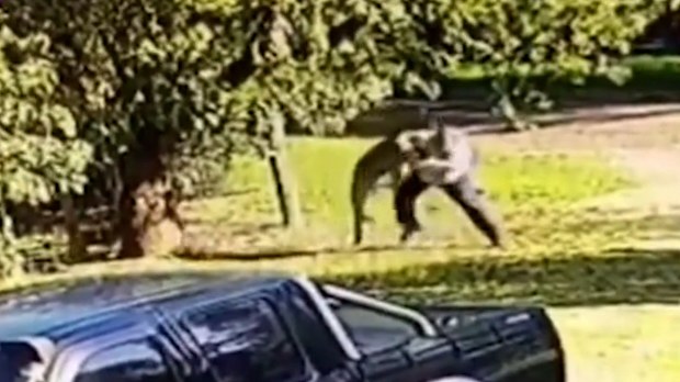 The massive roo can be seen stomping on the man as he stumbles to the ground while trying to flee.