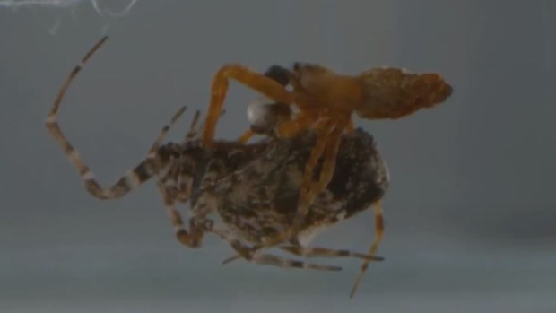 Philoponella prominens are social spiders, meaning they live in groups, but soon after they mate, the male arachnid has to rapidly leap away to avoid being eaten by its female partner, new research has revealed.