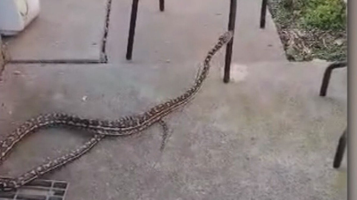 Snakes Melbourne: Neighbours concerned after python goes missing in ...