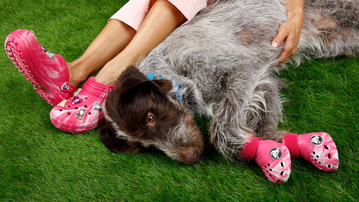 Dog Crocs: What are they, where to buy, and everything to know | You ...