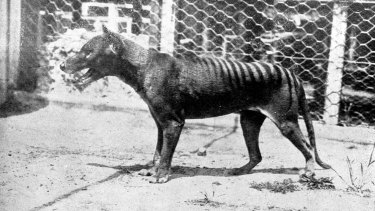 Why we shouldn't bring back extinct species