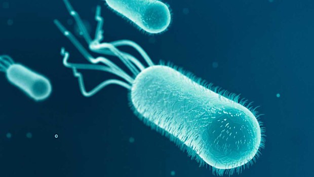 E. coli in drinking water indicates it may be contaminated with faeces.