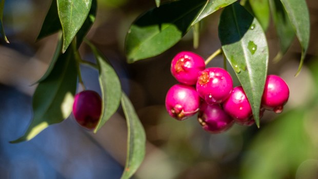 Lilly pilly berries are edible.