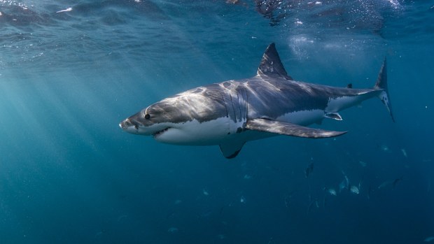 Great White Shark