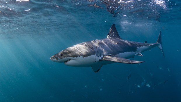 Great White Shark