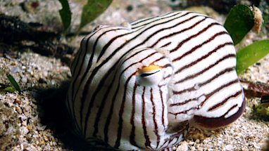 Striped pyjama squid
