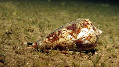 Cone shells