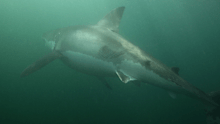 The 3.5-metre great white was scarred after its battle with the orcas.
