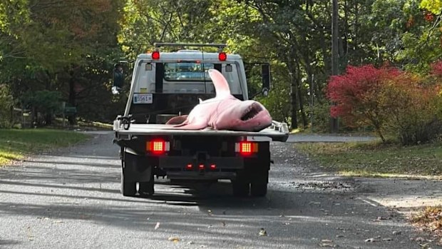 The great white shark on the back of a tow truck in Cape Cod.