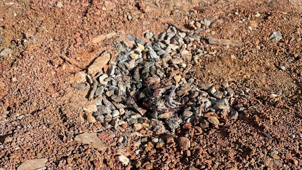 Man fined for running over baby birds in 