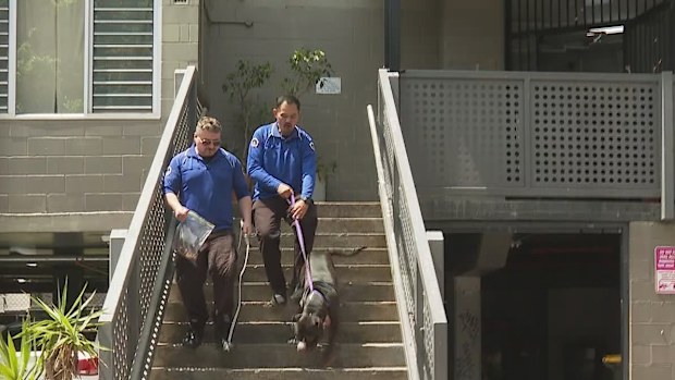 The City of Sydney Council said its rangers have seized two dogs believed to be involved in the attack and are holding them at Sutherland Animal Shelter as investigations are underway. 