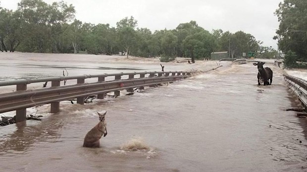 The Fitzroy Crossing Bridge sustained significant damage in the floods. The economic and logistical impact on the region has been likened to the "Sydney Harbour Bridge collapsing".