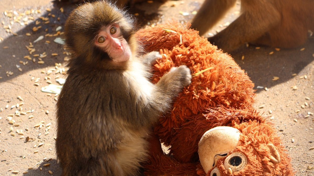 Punch the monkey: A rejected monkey finding comfort in a stuffed toy is ...