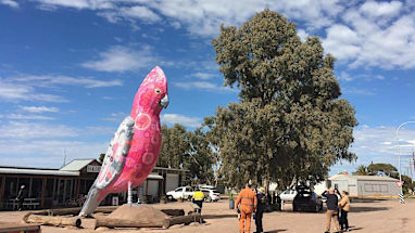 See the Big Galah
