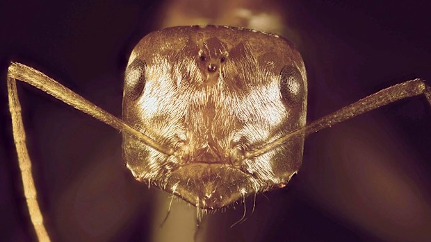 The Saharan silver ant has evolved unique silver-coloured hair to help reflect light and dispel heat. (Norman Nan Shi and Nanfang Yu, Columbia Engineering)