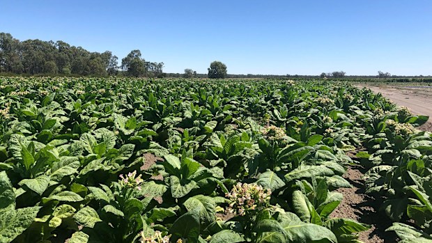 Large illegal tobacco farm busted in NSW