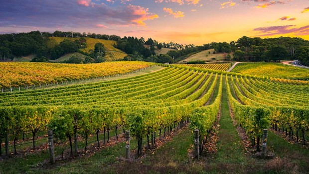 Barossa Valley Food & Wine experience,  South Australia