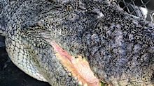 A 4.5m estuarine crocodile has been captured in a baited trap near the Proserpine River boat ramp at Conway on the Proserpine River in north Queensland.