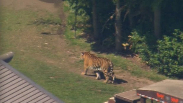 Gold coast tiger attack