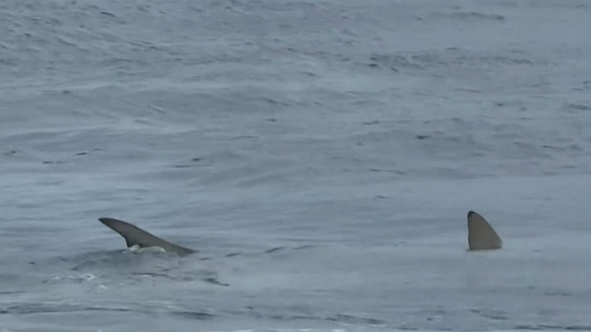 Snapper Rocks sharks: Shark feeding frenzy off popular Gold Coast ...