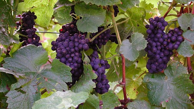 Much ado about pinot noir