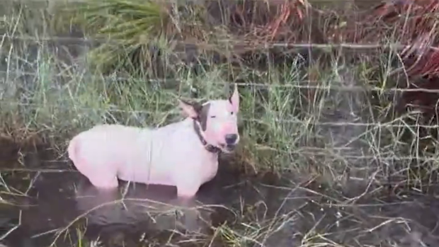 Florida state trooper saves dog left tied to a pole