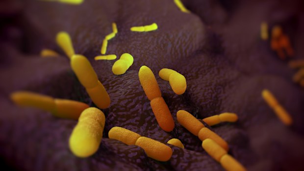 bubonic plague