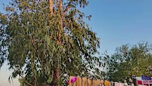 "The Miracle Tree" is an olive tree native to Jerusalem that grew into a tree from a branch in the ground fertilized with prayer, in Concepcion, Texas.