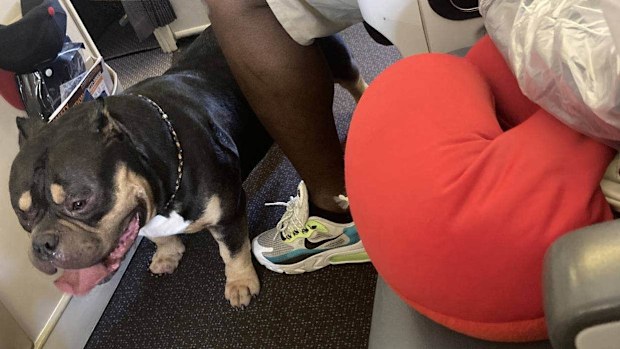 Dog snorting farting on Singapore airlines flight