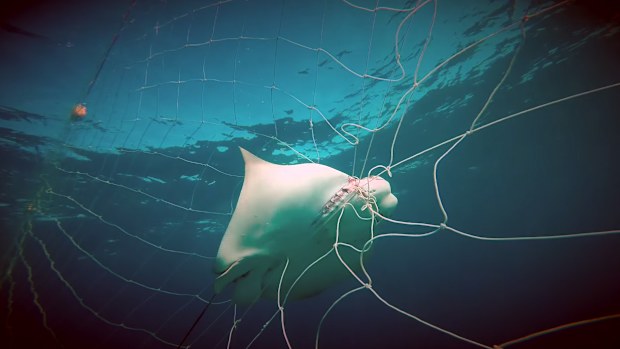 A number of rays were caught and killed in shark nets across NSW beaches.