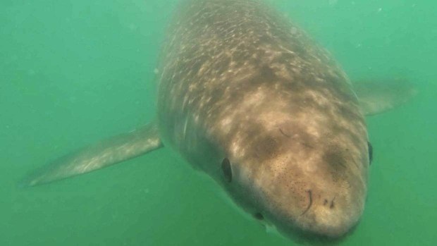 Daisy the Great White Shark.
