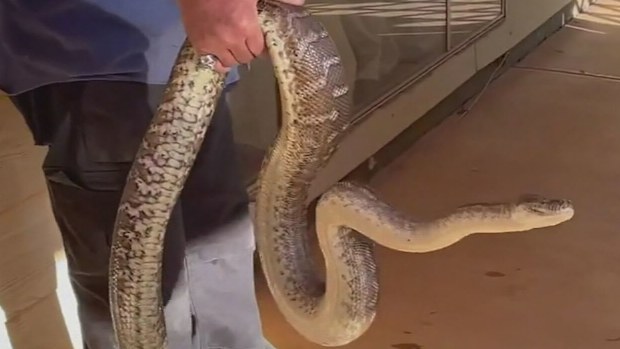 The Olive Python escaped from his Roxby Downs home in 2020 and hasn't been seen since.