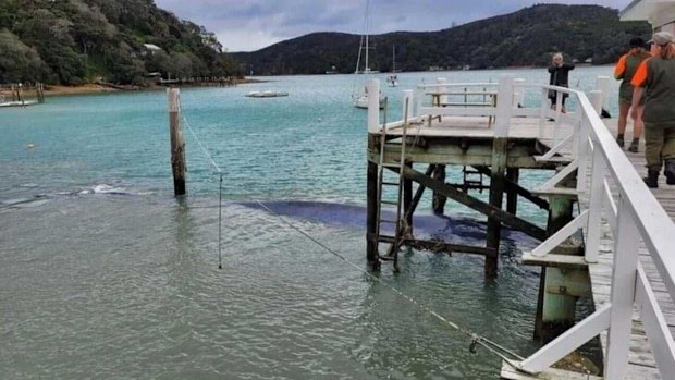 The pygmy blue whale trapped under the wharf.