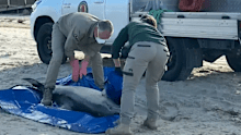The visits came as a dead dolphin became the latest example of marine life washed up on the state's beaches.