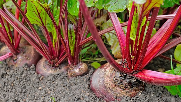 Beetroot in a vegetable garden