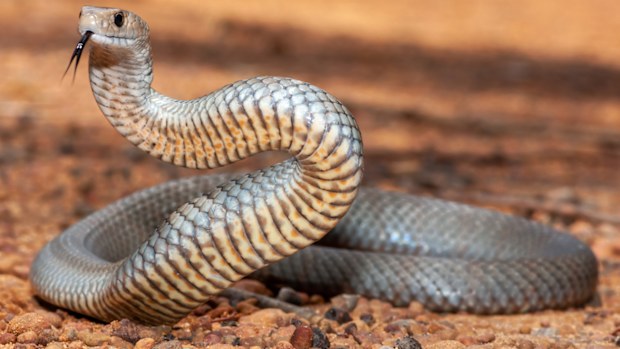 Australian Eastern Brown Snake in defence stance