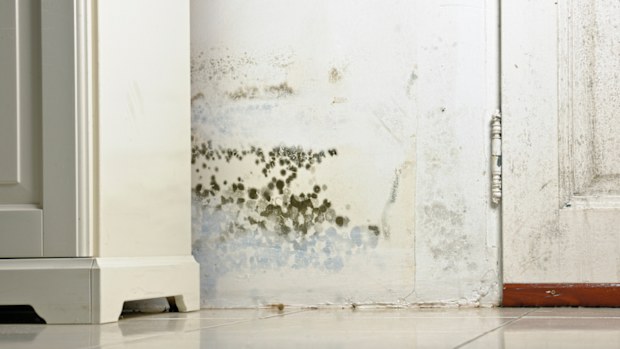 Mould on a wall behind a cabinet