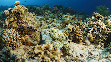 Stonefish