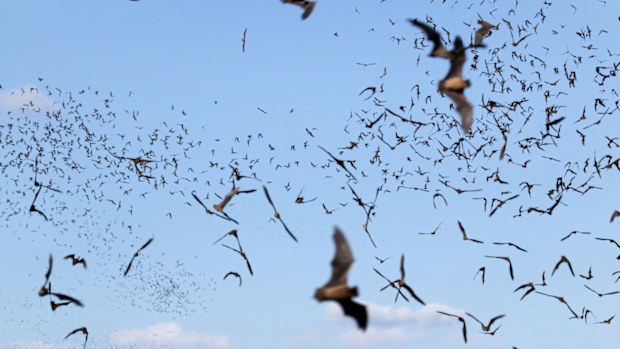 Clouds of Mexican free-tailed bats fly outside the Eckert James River Bat Cave Preserve for a night of consuming insects in the Texas Hill Country west of Austin.