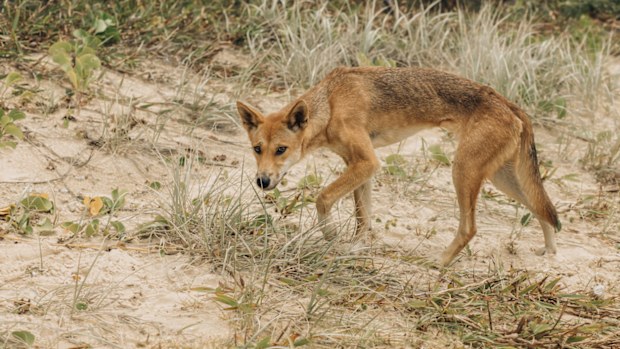 A Dingo prowling the beaches of Fraser Island in search of food.