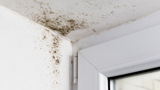 Mould in the corner of the plastic windows.