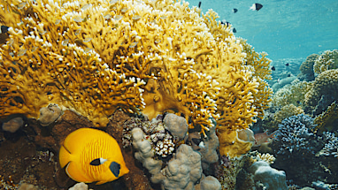 Fire coral