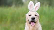 Easter can be a very exciting time for dogs with family and friends are around. 