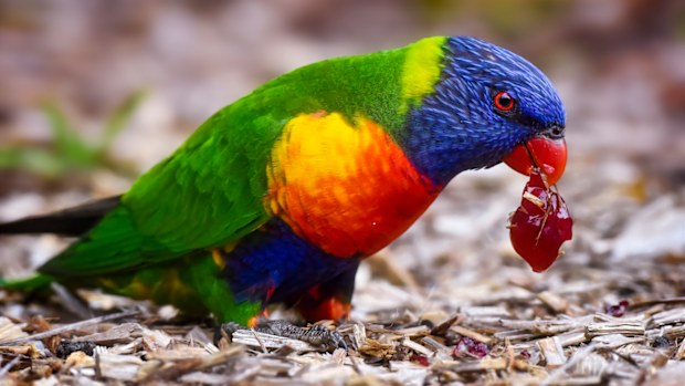 The Rainbow Lorikeet was identified as the most numerous bird species/