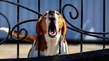 Dog breed Beagle barking behind metal wrought fence