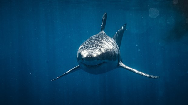 A Great White Shark is the likely culprit.