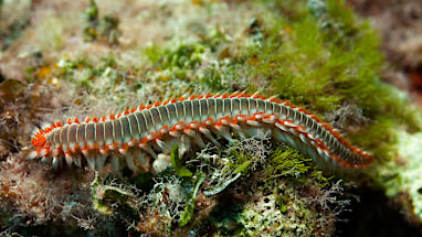 Bristleworm