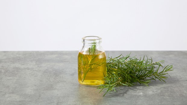 a glass bottle displayed on a gray countertop, containing yellow liquid of tea tree oil and some small tea tree branches in, next to a bush of tea tree