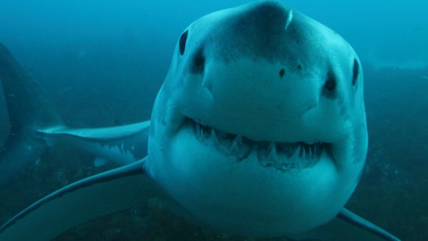 great white shark, Carcharodon carcharias, Neptune Islands, South Australia, Indian Ocean